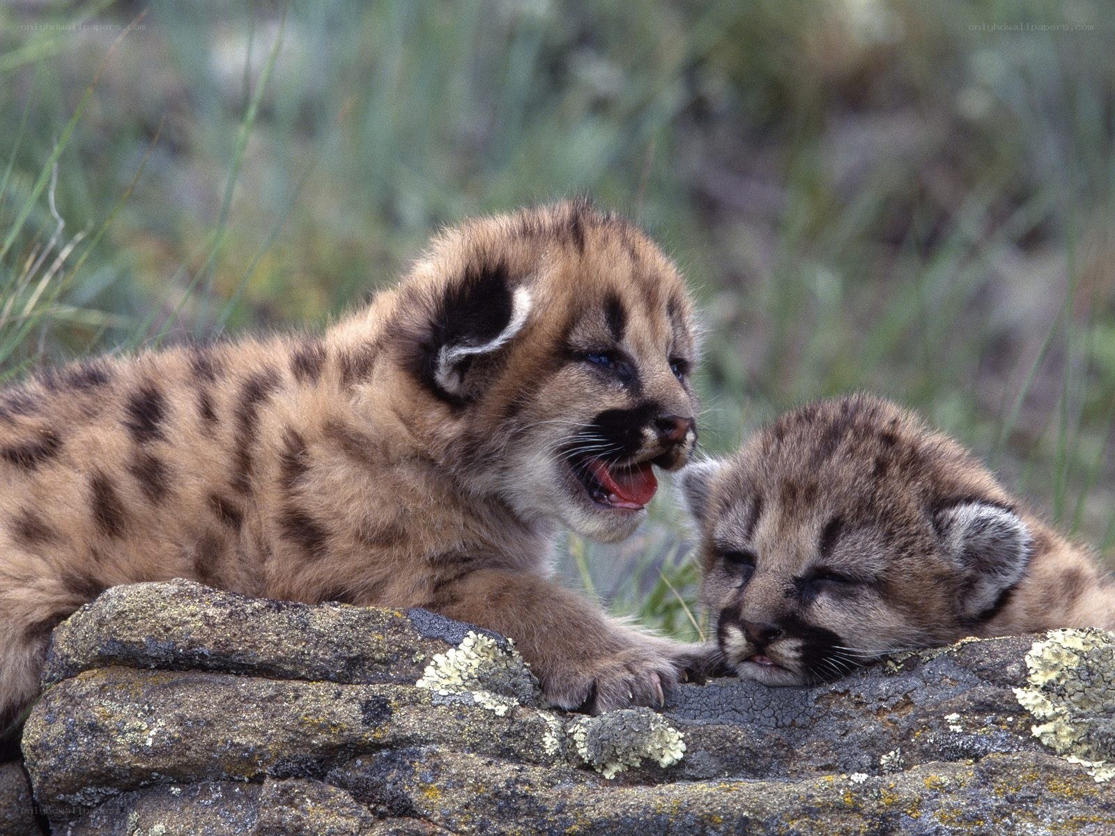Coyote cubs on a rock