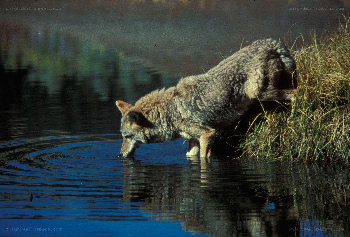 Coyote drinking from a pond