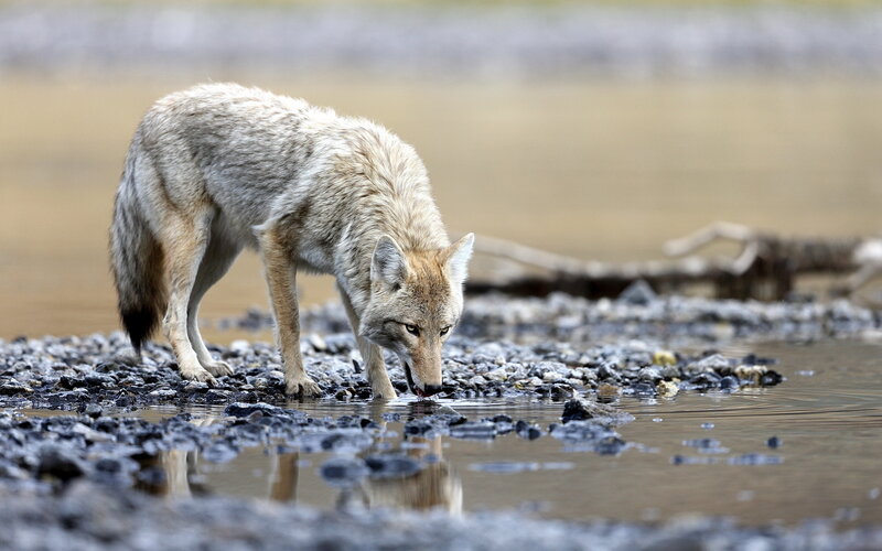 Coyote Drinking Water