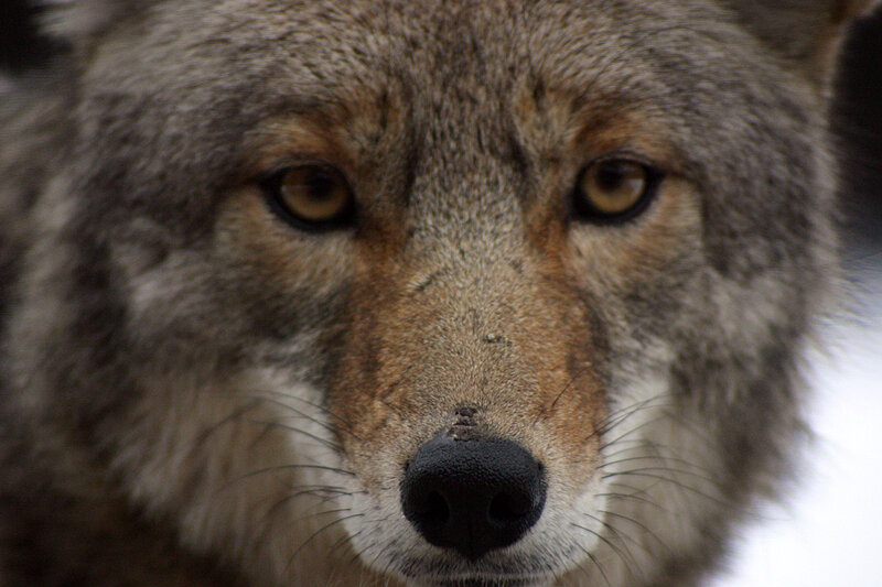 Coyote Face Close-up — Gray