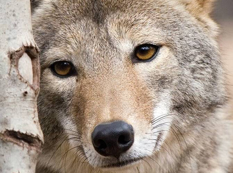 Coyote Face Close-up