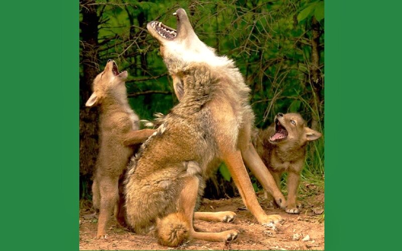 Coyote Family Howling
