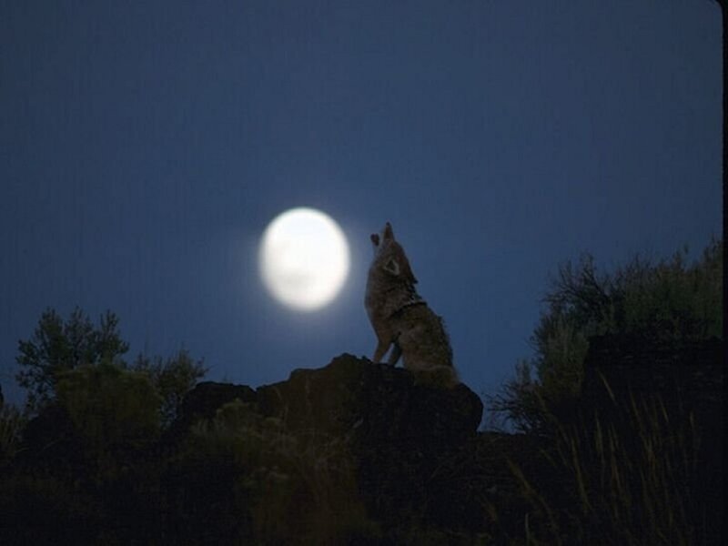 Coyote Howling at Moon — Blue, Dramatic