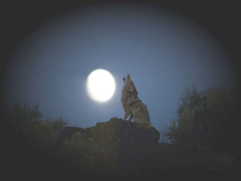 Coyote Howling at Moon — Blue