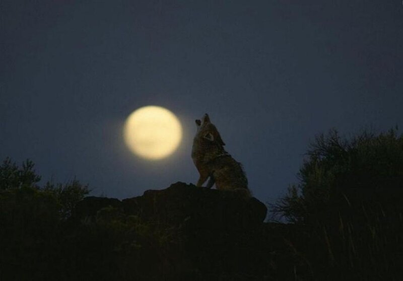 Coyote Howling at Moon