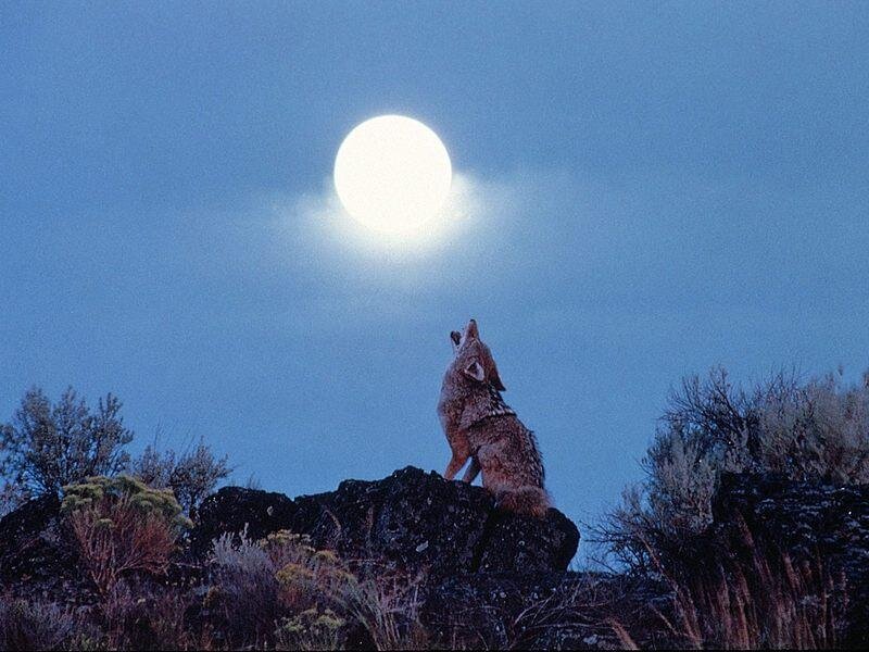 Coyote howling at the moon