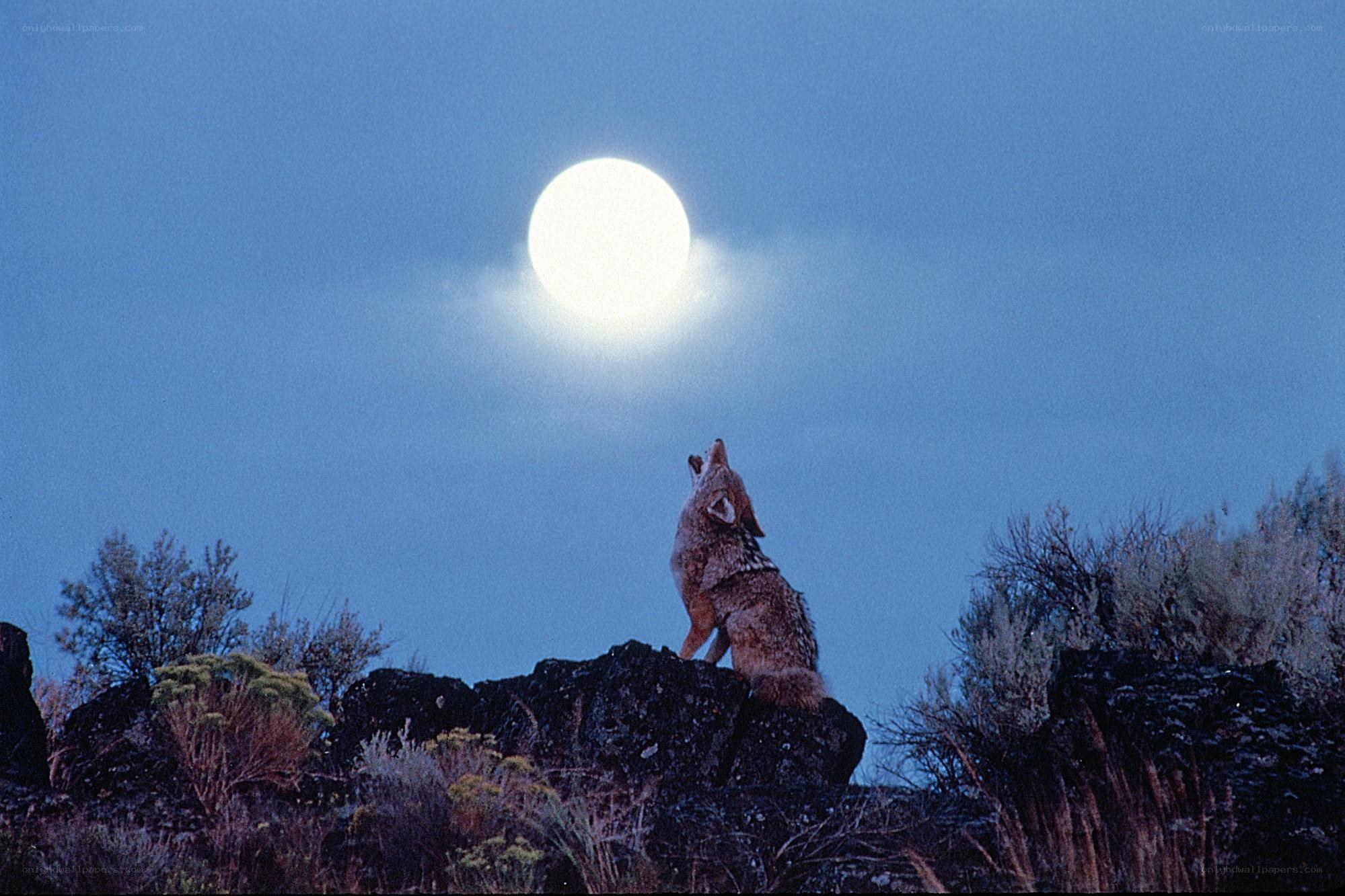 Coyote howling at the moon