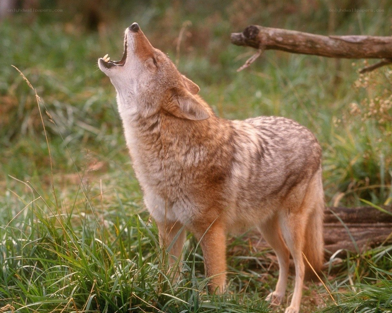 Coyote howling in grass
