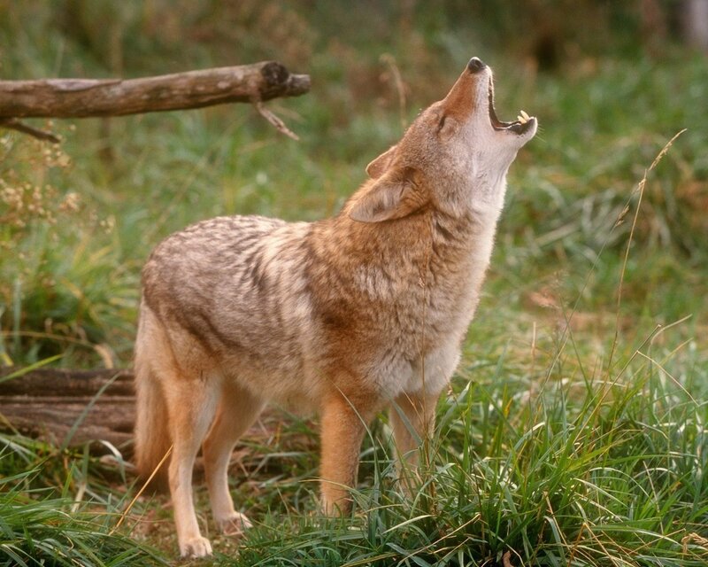 Coyote howling in grass