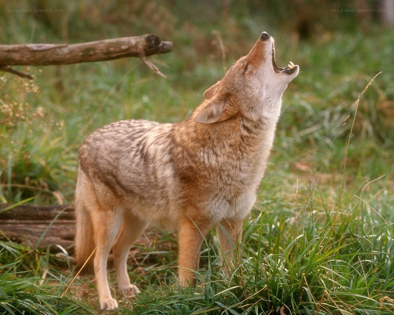 Coyote howling in grass