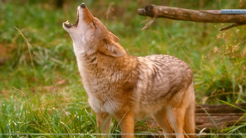 Coyote Howling in Grass — Brown, Natural, Afternoon, Photograph, Log, Sky