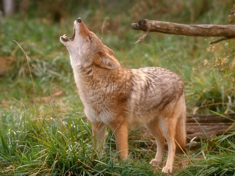 Coyote Howling in Grass — Brown, Natural, Afternoon