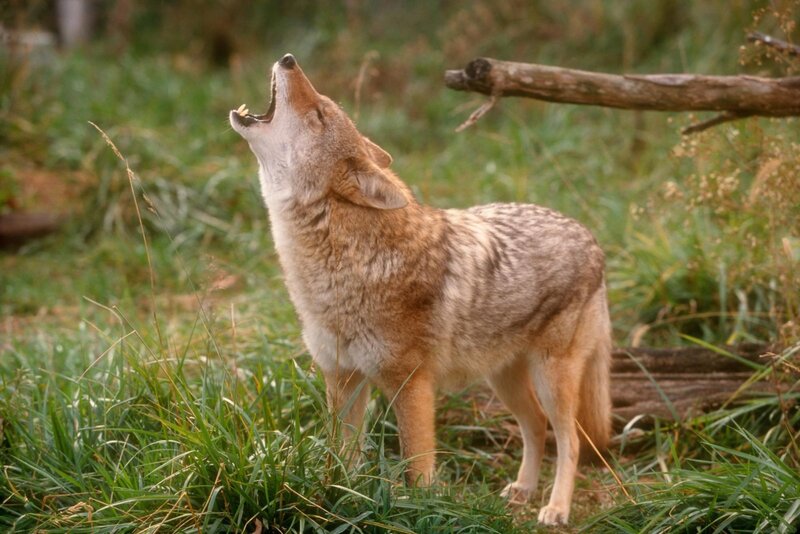 Coyote Howling in Grass — Brown, Natural