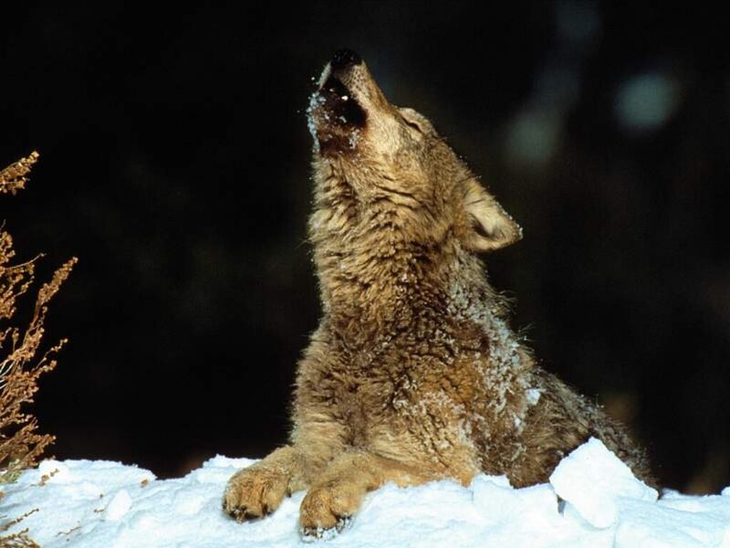coyote howling in snow