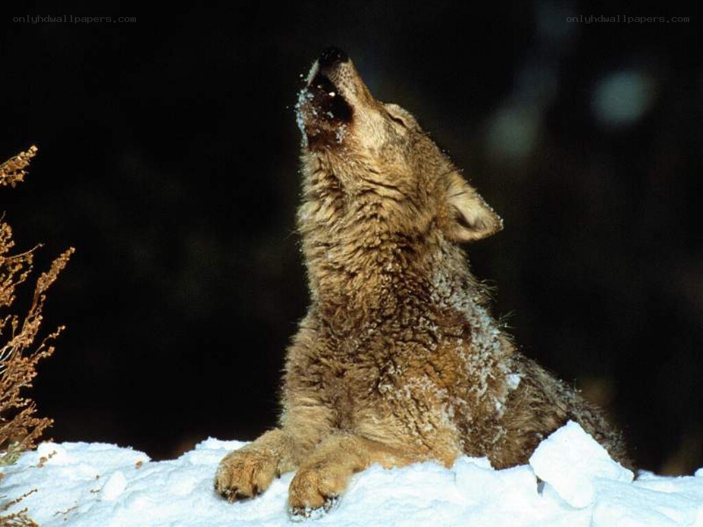 coyote howling in snow