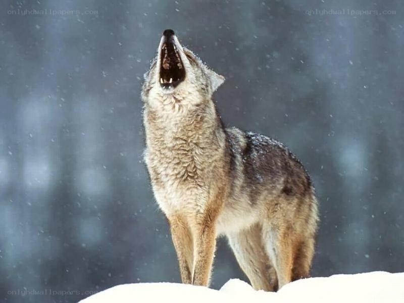 Coyote howling in snow