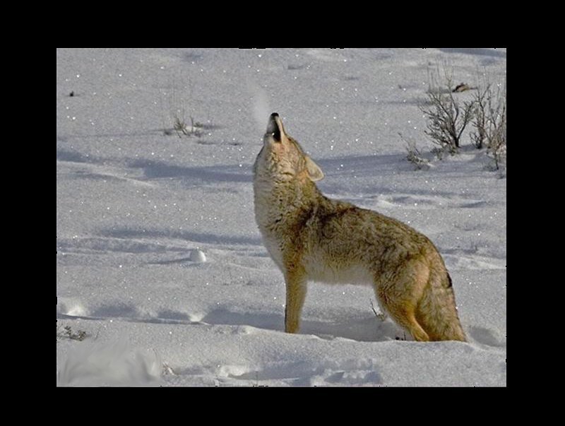Coyote howling in snow