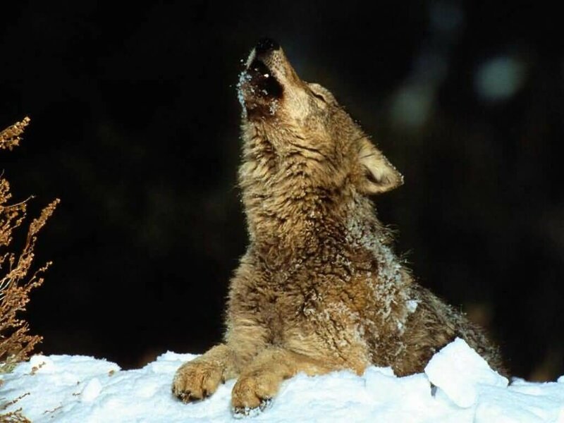 Coyote Howling in Snow — Brown, Dramatic