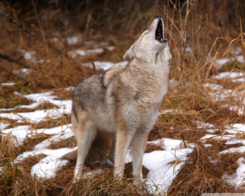 Coyote Howling in Snow — Brown, Natural