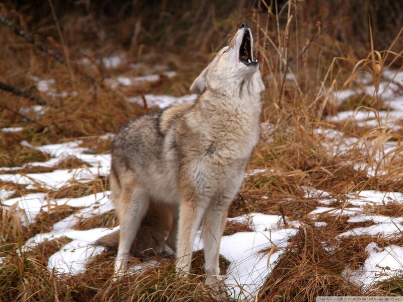 Coyote Howling in Snow — Brown, Natural, Winter