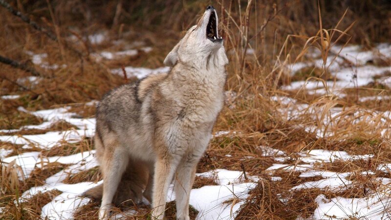 Coyote Howling in Snow — Brown