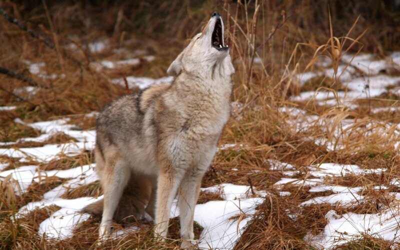 Coyote Howling in Snow — Brown, Wild