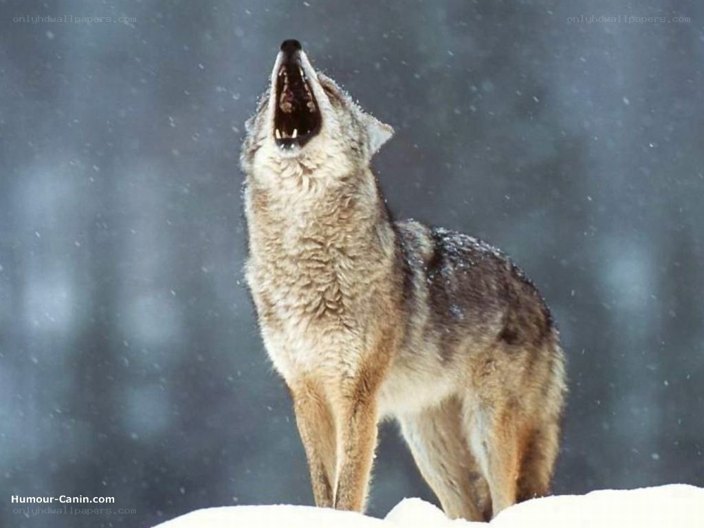 Coyote howling in snow