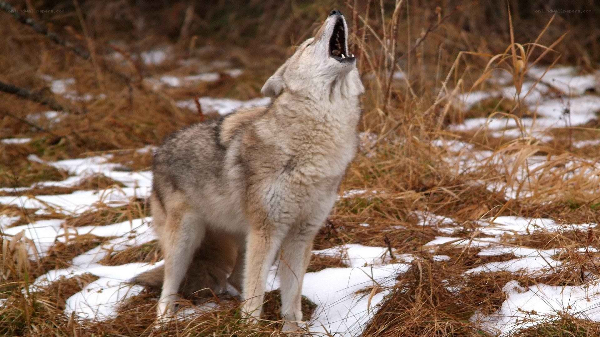Coyote howling in winter