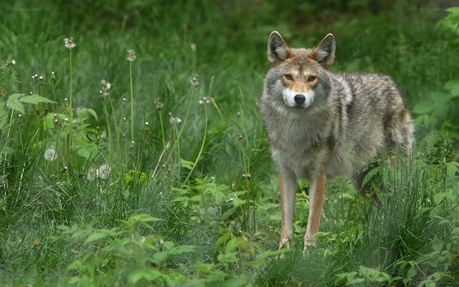 Coyote in a grassy field