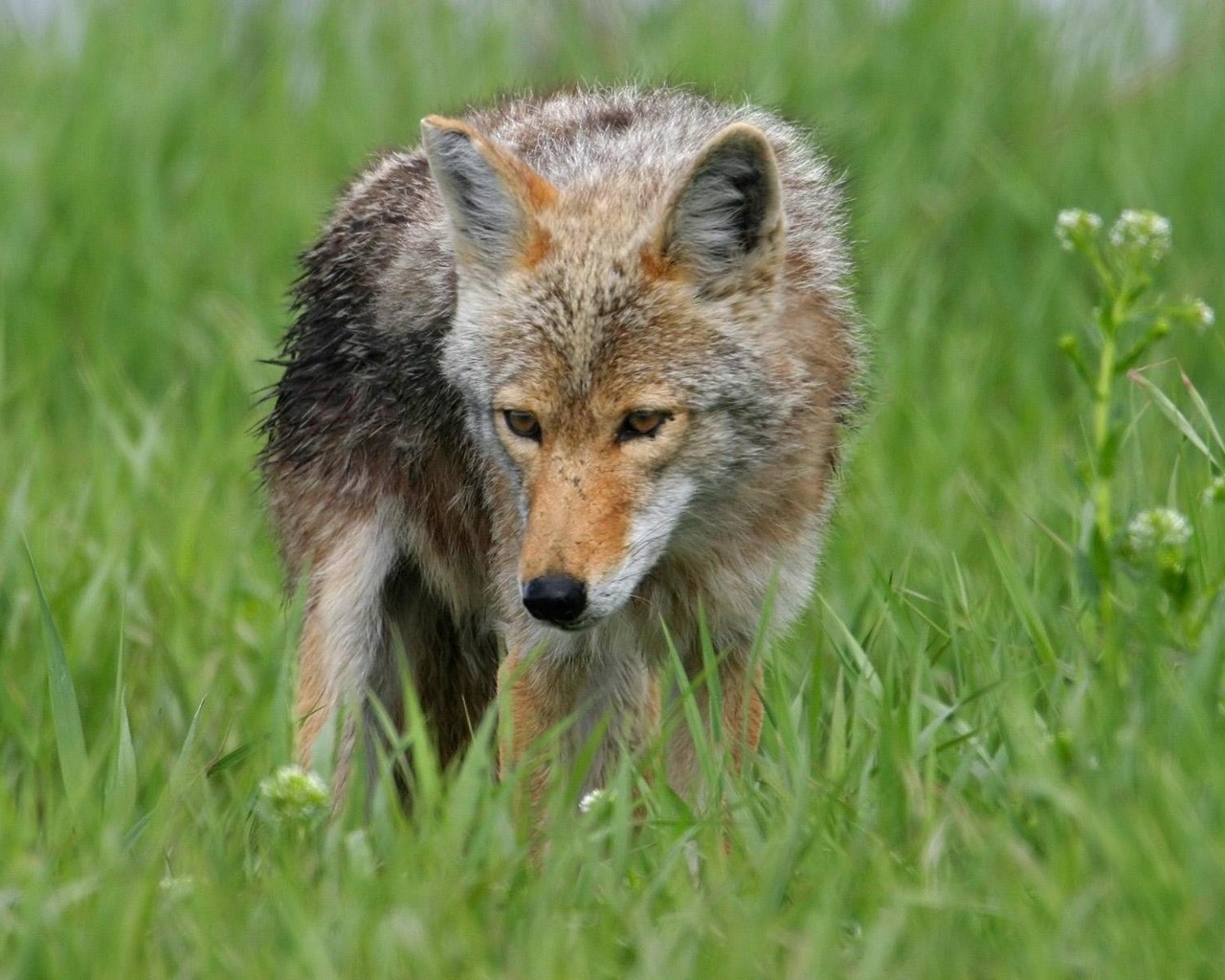 Coyote in a grassy field