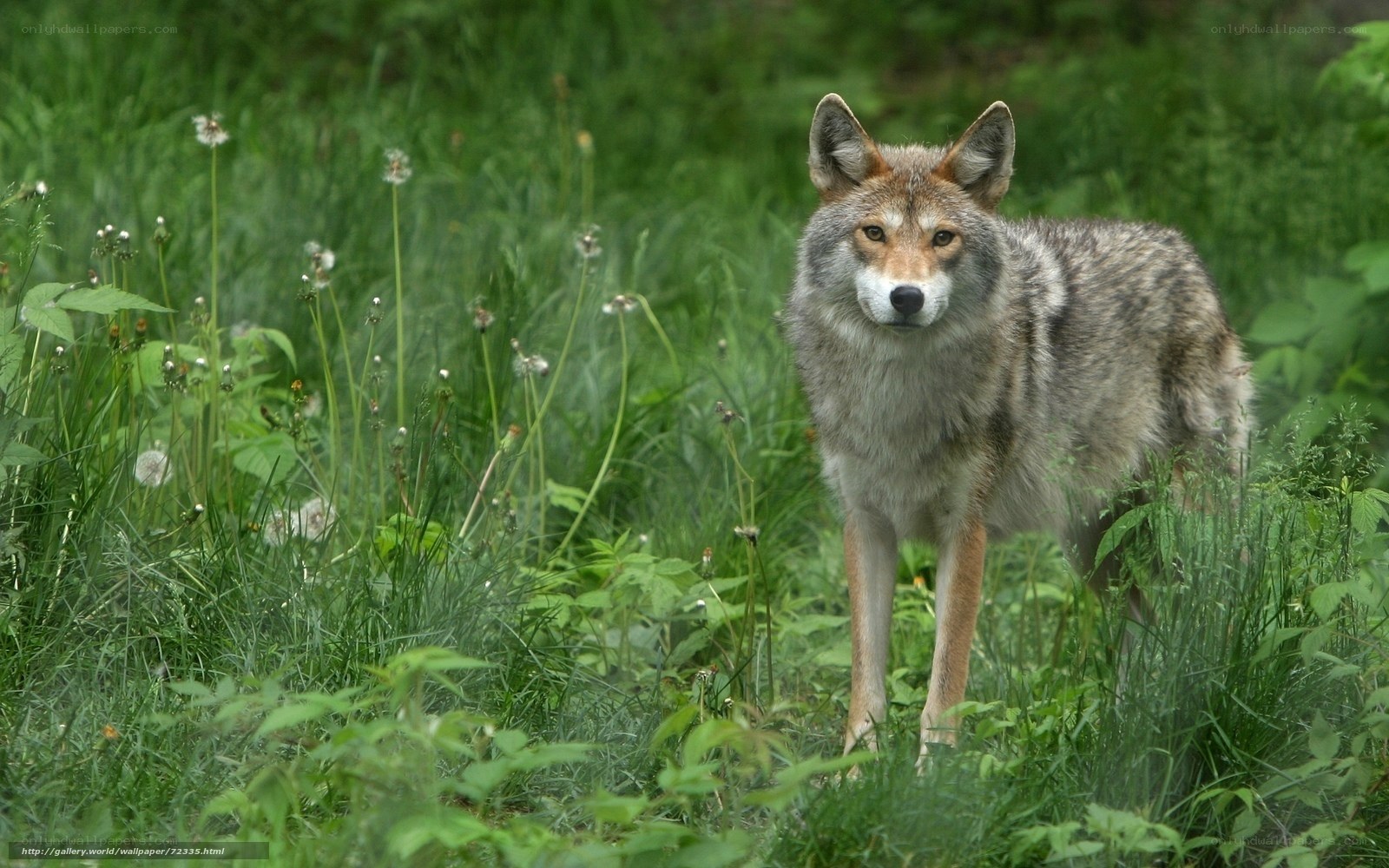 Coyote in a grassy field