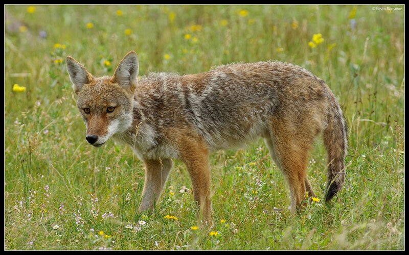 Coyote in a meadow