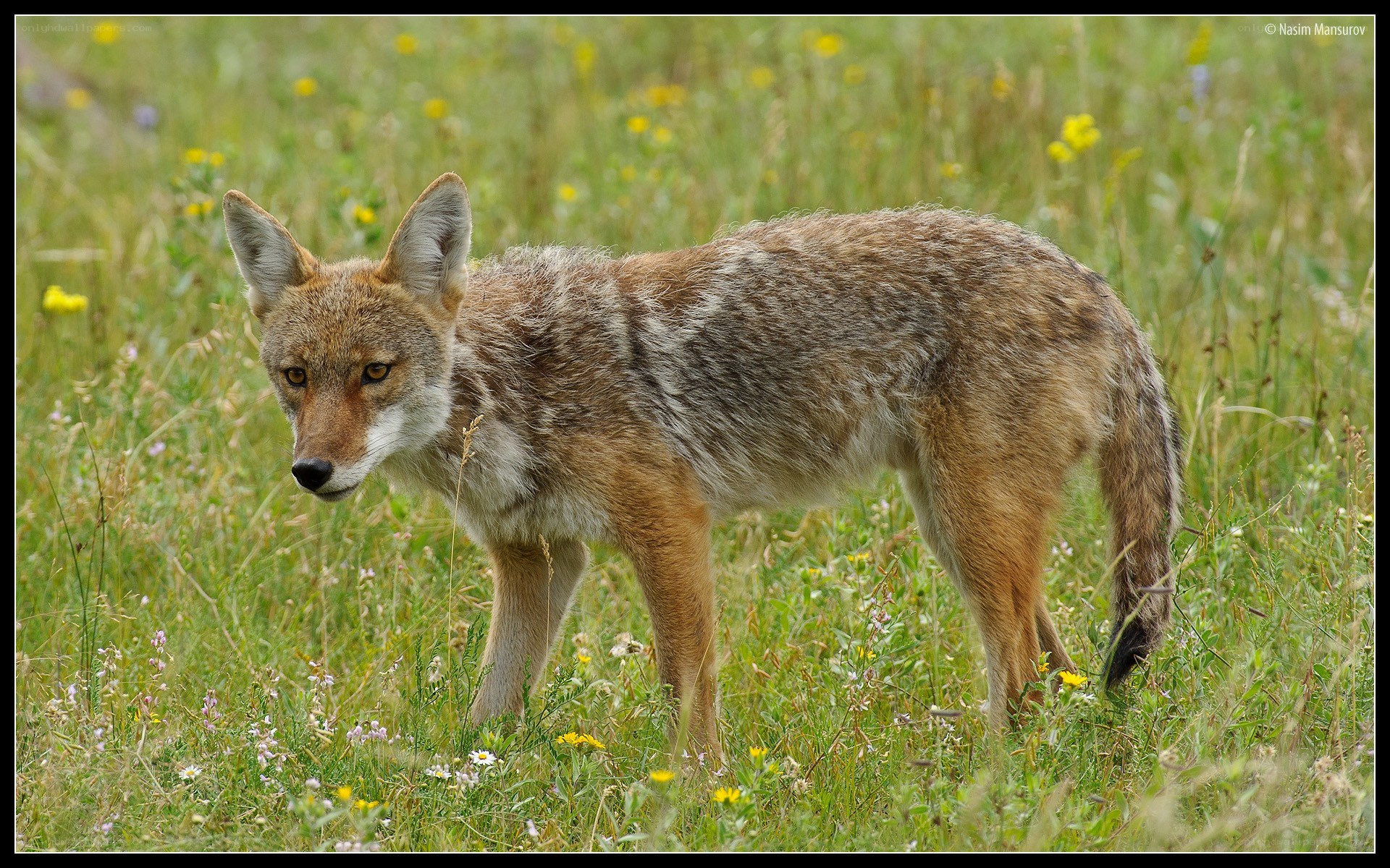 Coyote in a meadow