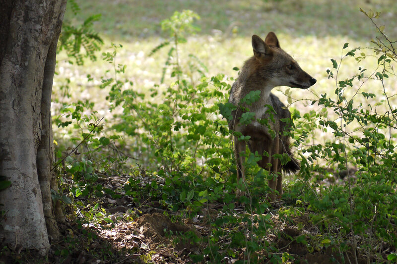 Coyote in Bushes
