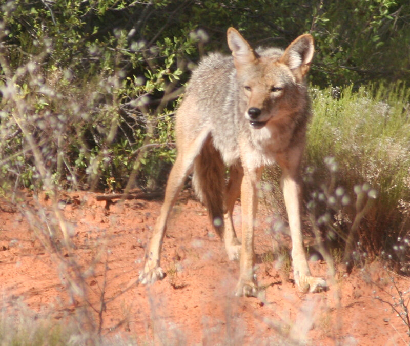 Coyote in Desert — Brown