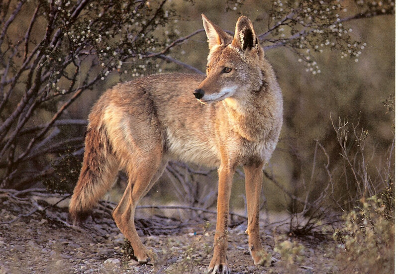 Coyote in Desert