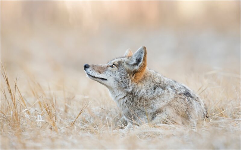 Coyote in Dry Grass — Brown, Calm, Afternoon
