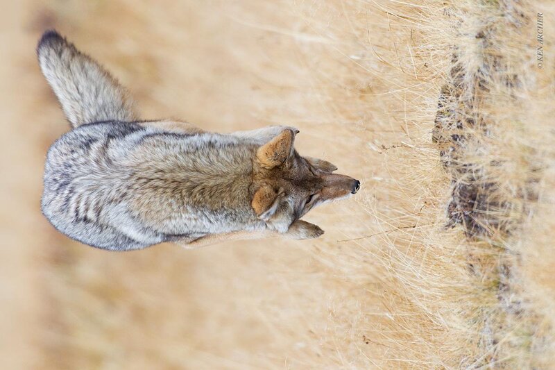 Coyote in Dry Grass — Brown, Calm