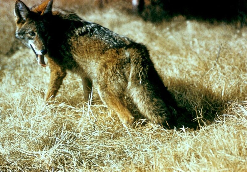 Coyote in Dry Grass — Brown
