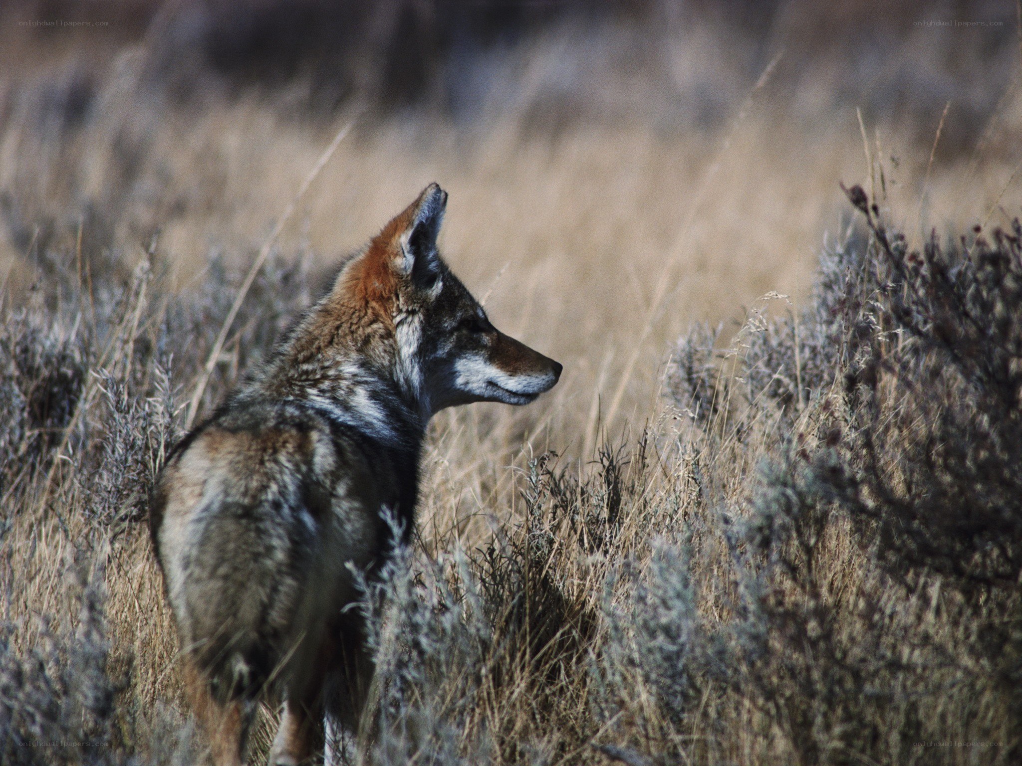 Coyote in dry grass