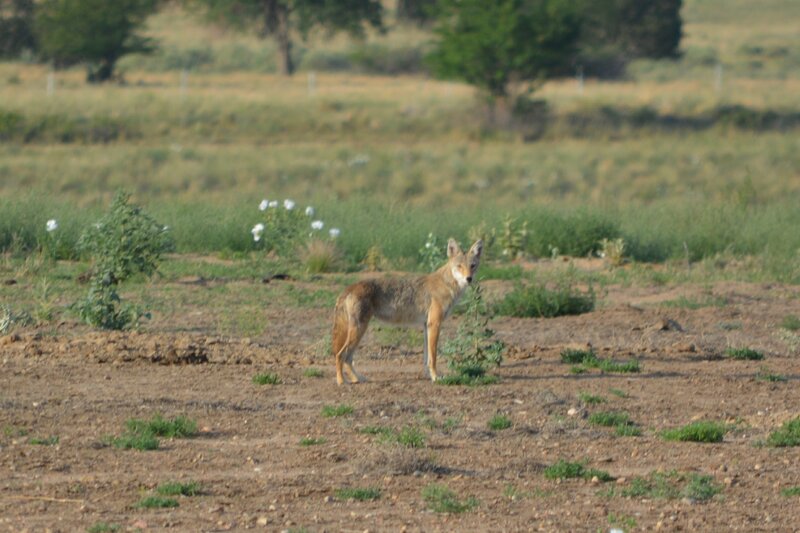 Coyote in Field — Brown