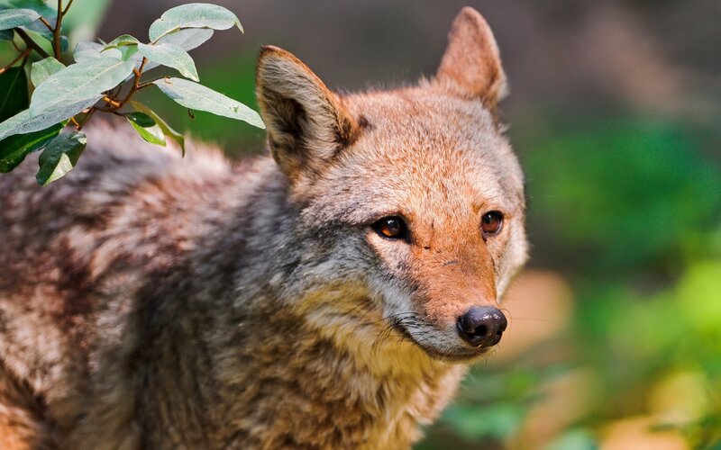 Coyote in Foliage