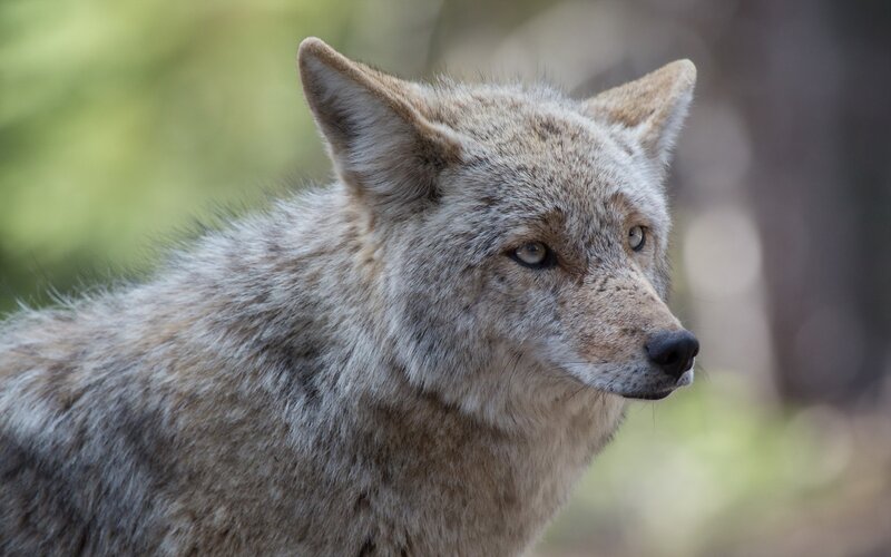Coyote in Forest — Gray