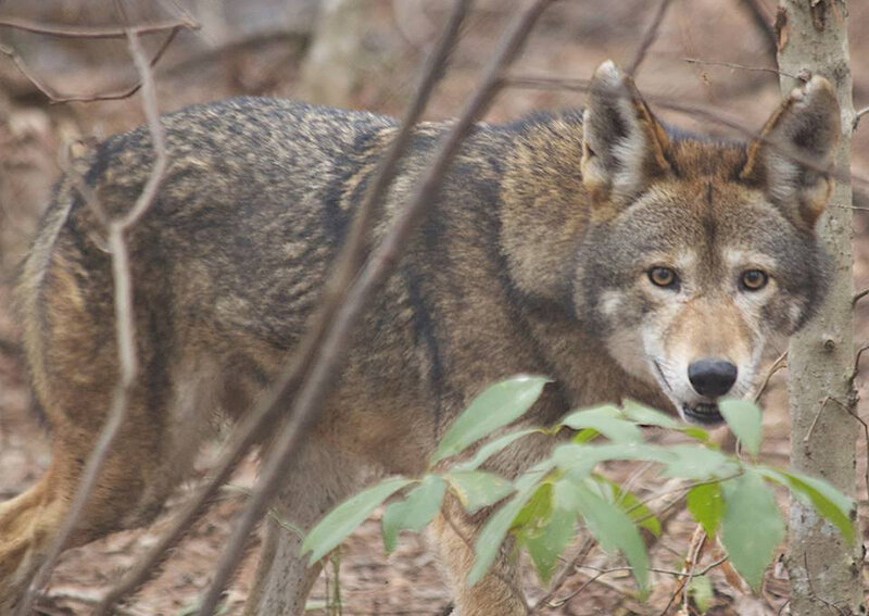Coyote in Forest