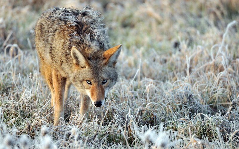 Coyote in frosty grass