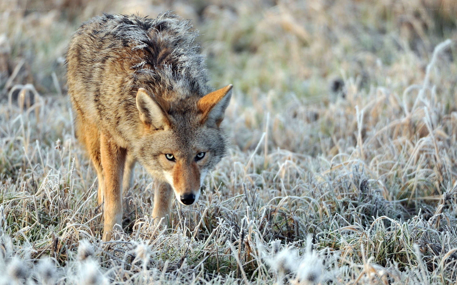 Coyote in frosty grass