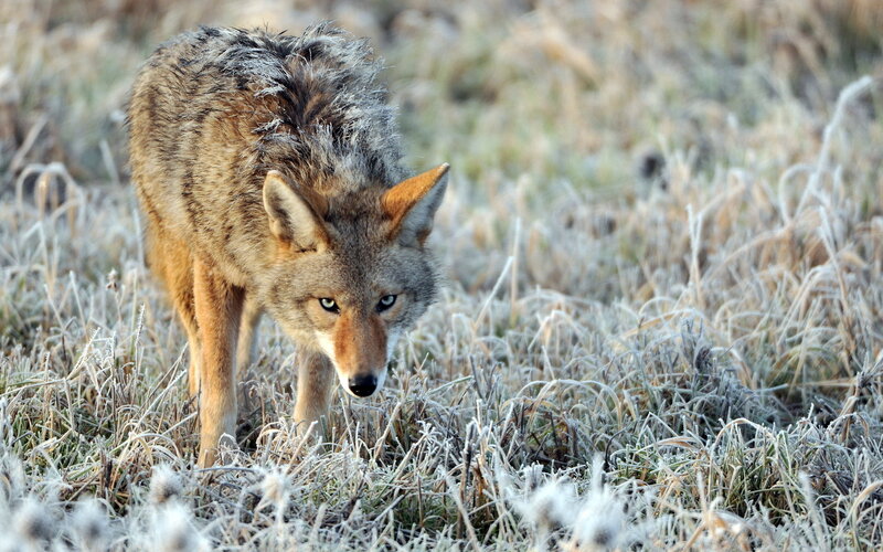 Coyote in Frosty Grass — Brown