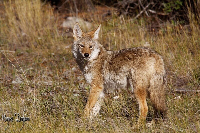 Coyote in Grass — Brown, Alert, Afternoon