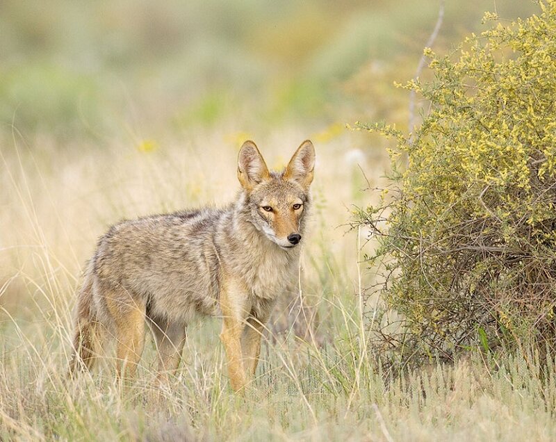 Coyote in Grass — Brown, Alert