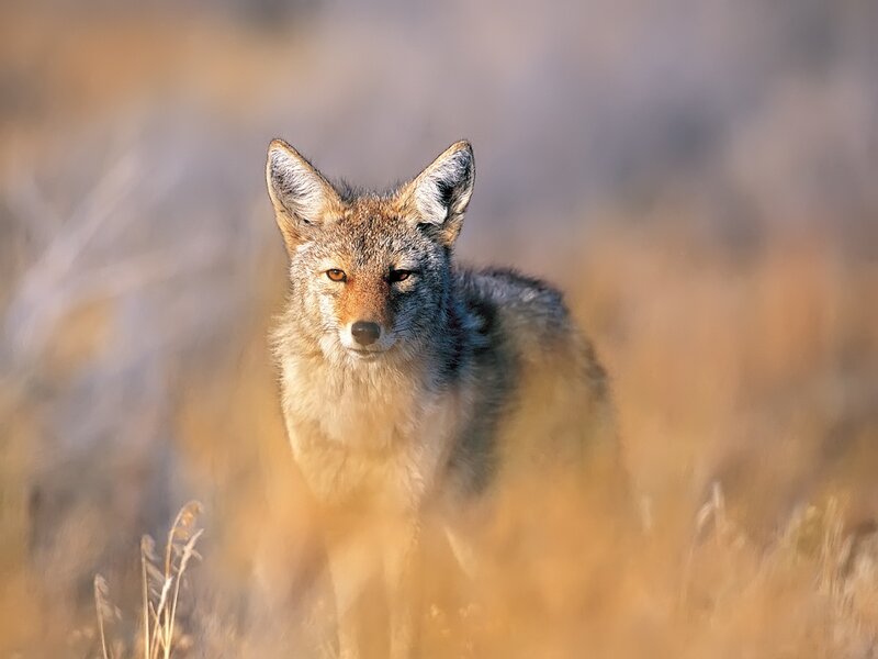 Coyote in Grass — Brown